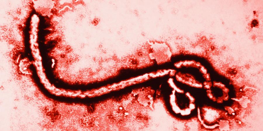 Ebola in NYC