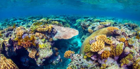 The (Almost) Late Barrier Reef