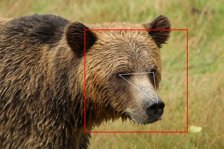 Facial Recognition Taking Its Next Big Step: To Animals