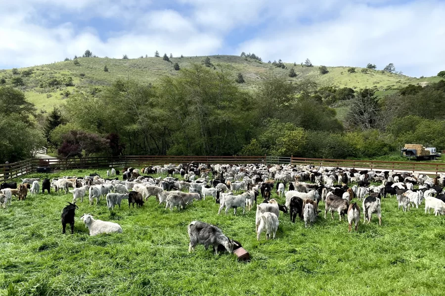 How Do We Prevent Future Wildfires? Goats Are the Answer.