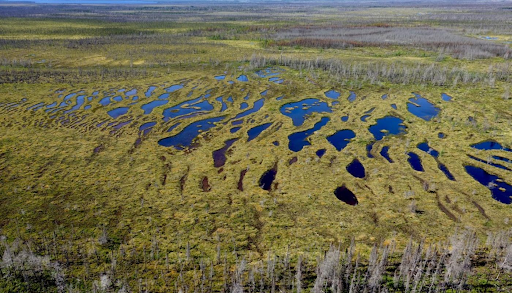 Peat: The Newest Method of Carbon Sequestration