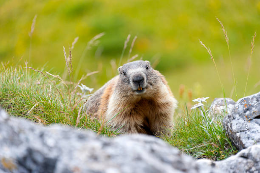 Groundhog Day- Is it real?